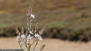 Close-up of a delicate white coastal wildflower in the Algarve with a soft natural background.