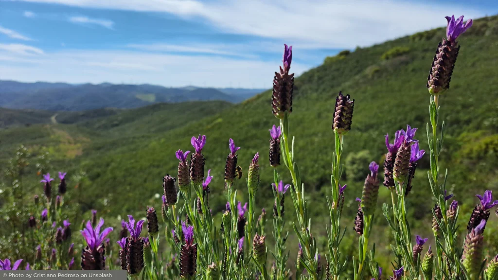 Lavender fields in the Algarve countryside with natural landscape views