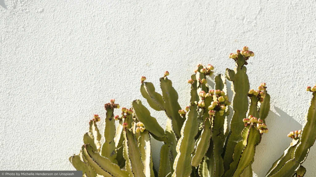 Mediterranean plants against a whitewashed wall, reflecting Algarve outdoor living