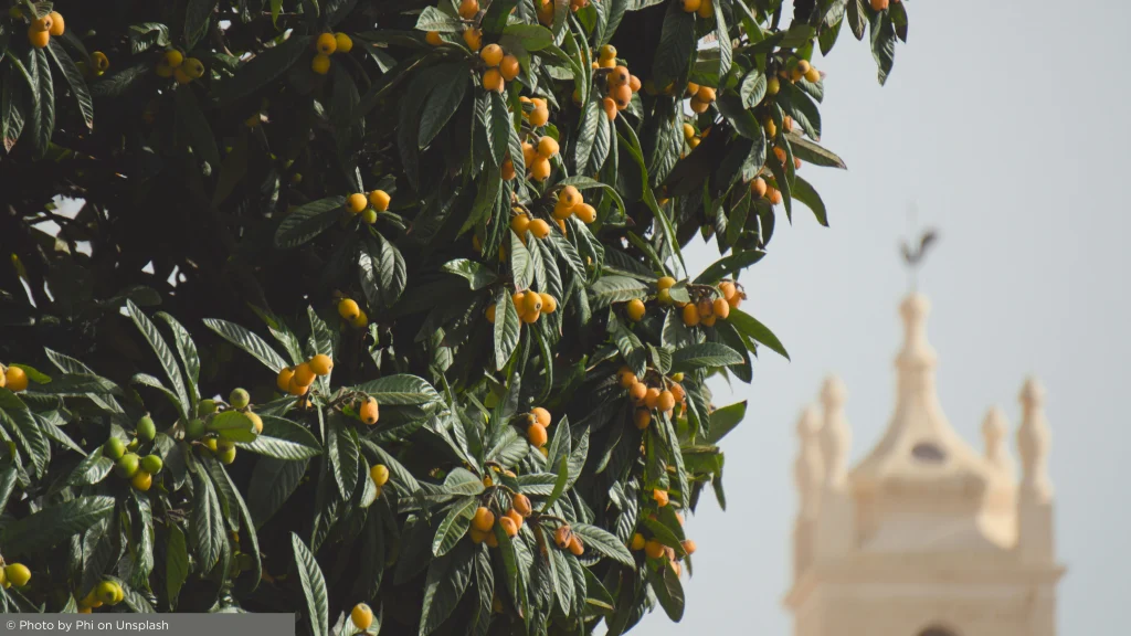 Fruit tree with yellow fruit beside traditional Algarve architecture