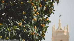Fruit tree with yellow fruit beside traditional Algarve architecture